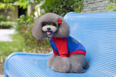 寵物用品網店 打造愛寵溫馨家園的便捷之選